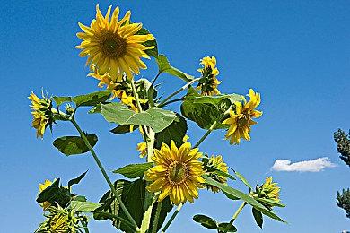 《远征军：罗马》工作室复活！新作全面开发中